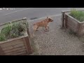 Malinois Boike Random Dog Attack Malinois Boike Random Dog Attack