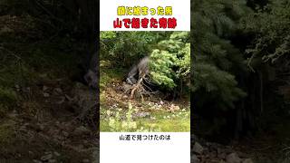 山道で身動きが取れなくなった馬…緊迫の救出劇と、自由になった瞬間の穏やかな表情に感動😭  #shorts #感動 #動物救出