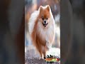 🐕🐶Un Poco Sobre El Perrito Pomerania (2022)🐕🐶 #Shorts #Short #Pomerania #Perritos