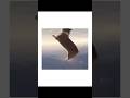 ワンちゃんたちの衝撃映像がヤバすぎたｗｗｗ