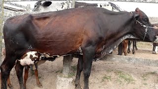 FEIRA DAS VACAS LEITEIRAS DE CAPOEIRAS PE. 24 11 23 CANAL SIMAO PECUARISTA