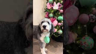 Easter Dog Christmas Tree #funnydogs #easter #funnydogvideos #spring