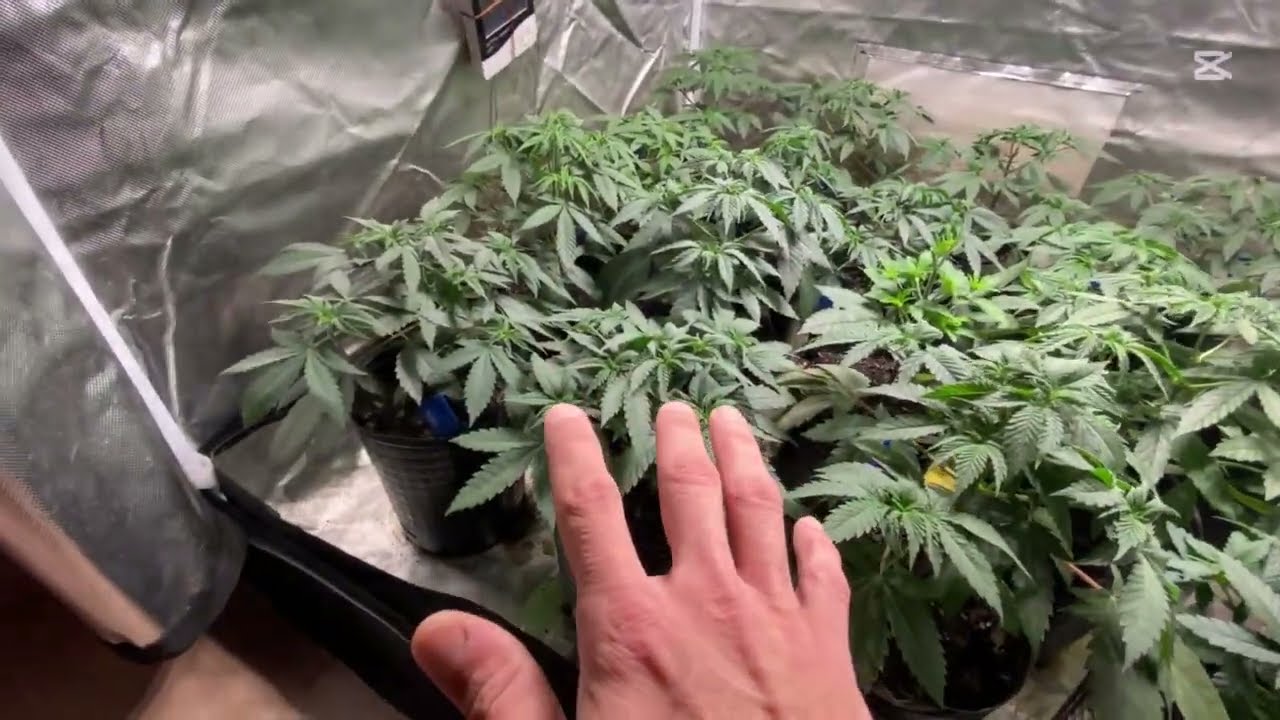 Seguimiento Indoor - (CAP 11) ACTUALIZACIÓN