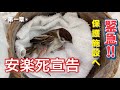 保護雀【2】公立保護施設で獣医師から告げられた余命数日宣告…（2025年7月23日）