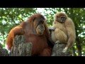 Zoo view  orangutans and gibbons together  cincinnati zoo