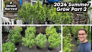 2024 Summer Grow Part 2 | HARVEST
