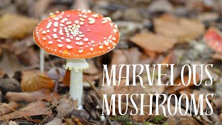 Marvelous Mushrooms