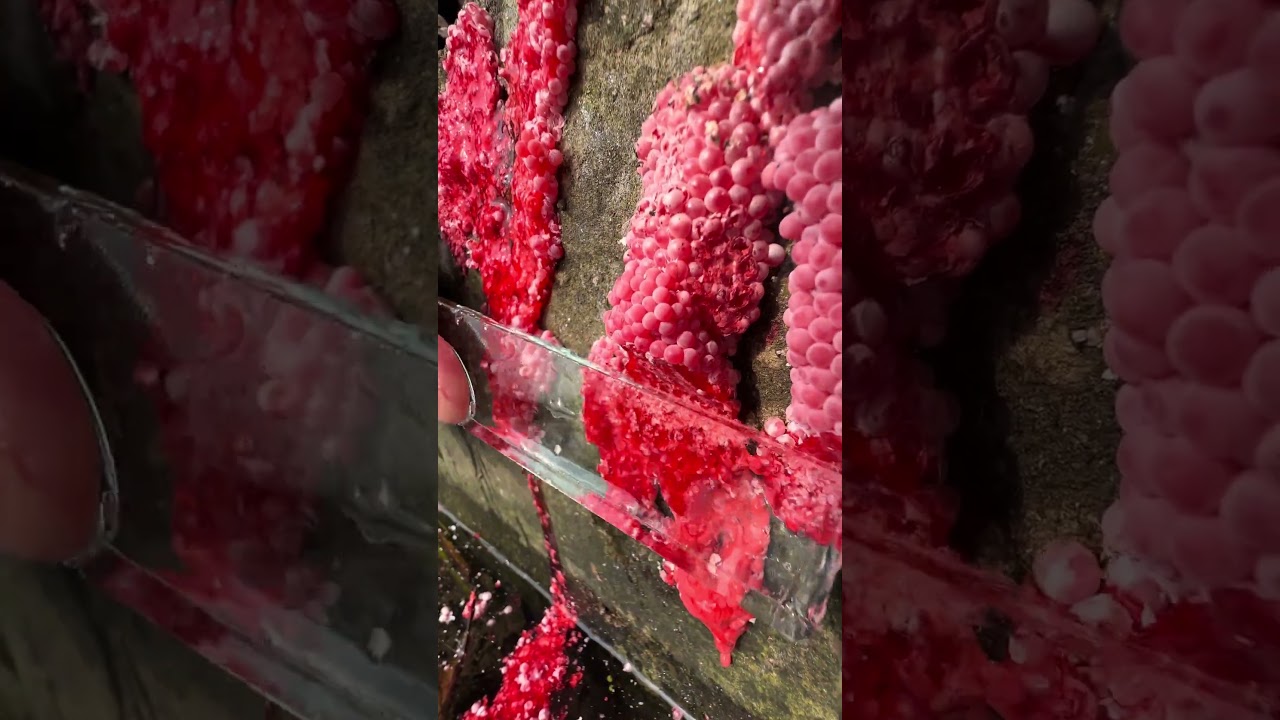 [Asmr] crushed snail eggs |apple snail eggs 🐌 #1 