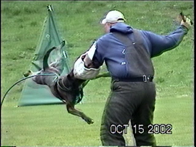 boxer schutzhund