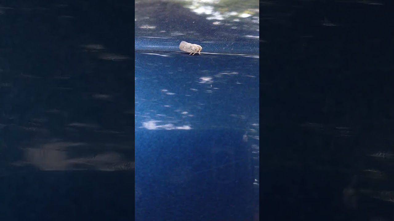 Citrus flatid planthopper (Metcalfa pruinosa)! 