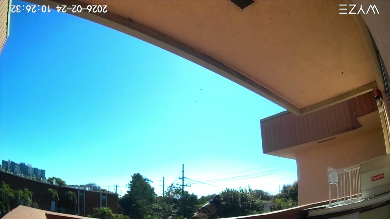 Captura del TANKESITO 🔥👏(Paloma Ali Blanca del barrio)se fue por la vía rápida 1-2-3 fuera 😂🤦🏻