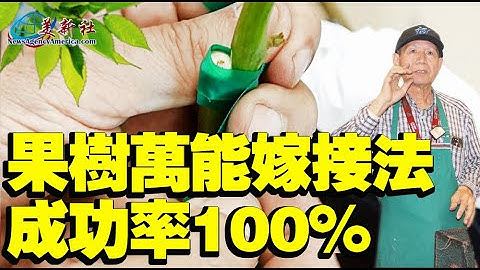 果樹萬能嫁接法，成功率100%！