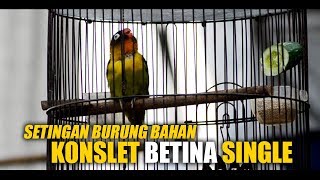 Setingan Burung Bahan KONSLET Betina SINGLE