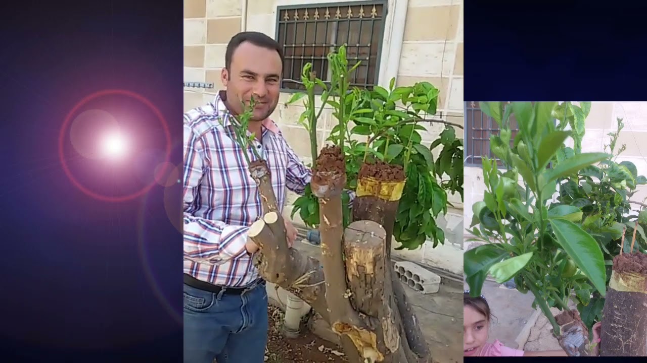 تطعيم الحمضيات بالتفصيل خطوة بخطوة م.خلدون الغزالي