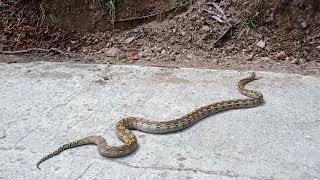 November 15, 2022 releasing a reticulated python