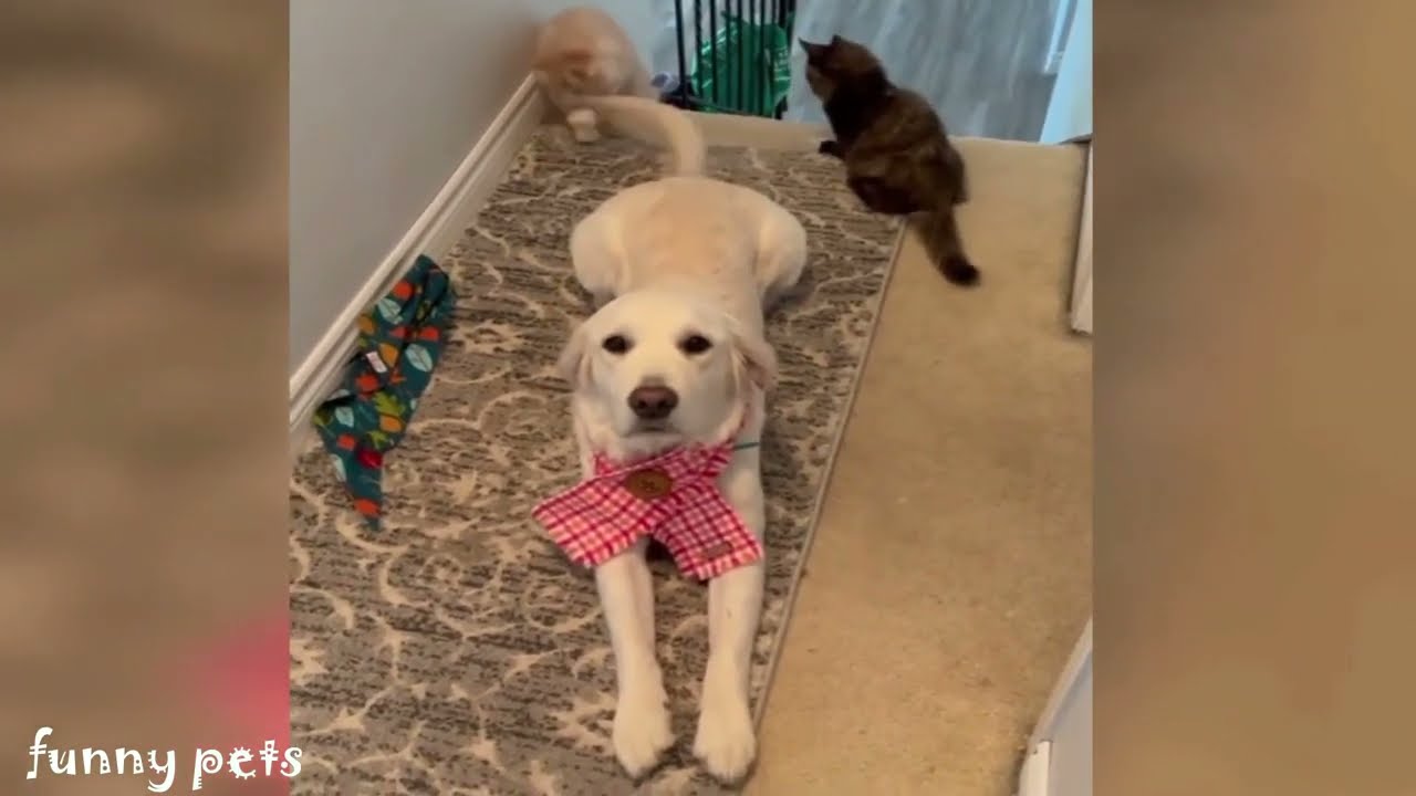 Die besten Hunde und Katzen Videos 2021, Teil 3, Cute and Funny Cats