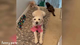 Die besten Hunde und Katzen Videos 2021, Teil 3, Cute and Funny Cats & Dogs Videos. by Funny Pets 4 you 23,197 views 2 years ago 7 minutes, 22 seconds