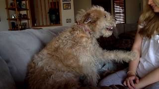 Dog Politely Asking To Get Petted