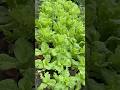 Rau diếp xanh tốt sau 30 ngày trồng #plamvuon #pgardening #ptrongrausach