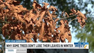 Famous Cape Fear Gardening: Why some trees don't lose their leaves in winter Profile