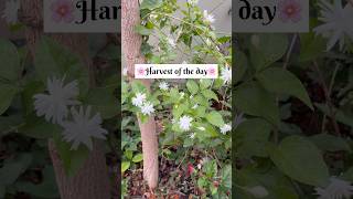 Harvest of the day🌸😍| Jasmine | Rose | Leafy vegetables