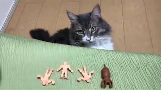 キン消しにつられて出てくる猫 ノルウェージャンフォレストキャットSeduced by Kinkeshi.Norwegian Forest Cat.