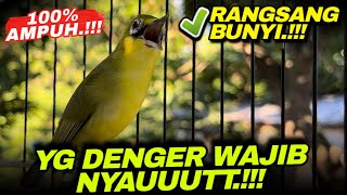Ciak Joss Kecial Kuning Ampuh Bikin Kecial Malas Bunyi Jadi Gacor