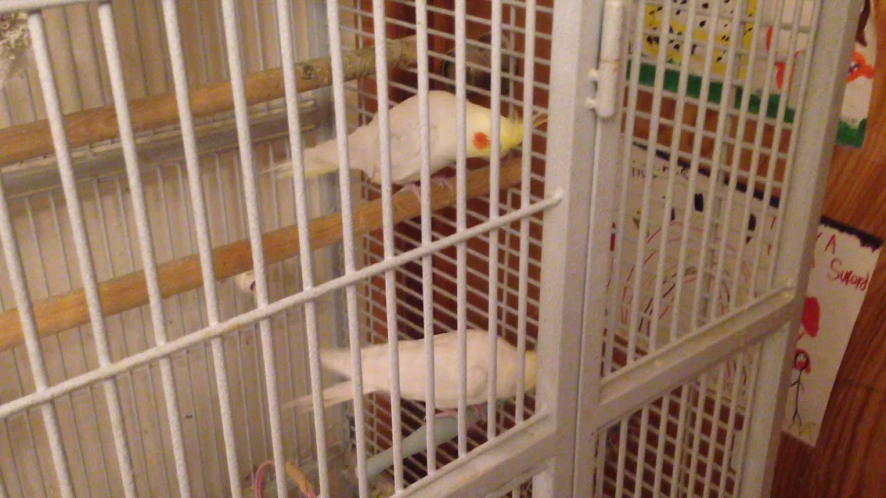 Cockatiel Laid An Egg -- How Do I Get Her to Nest? - YouTube