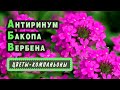 🍀🏵️Растения КОМПАНЬОНЫ для составления миксов в КАШПО-вербена,бакопа,антиринум.🧺