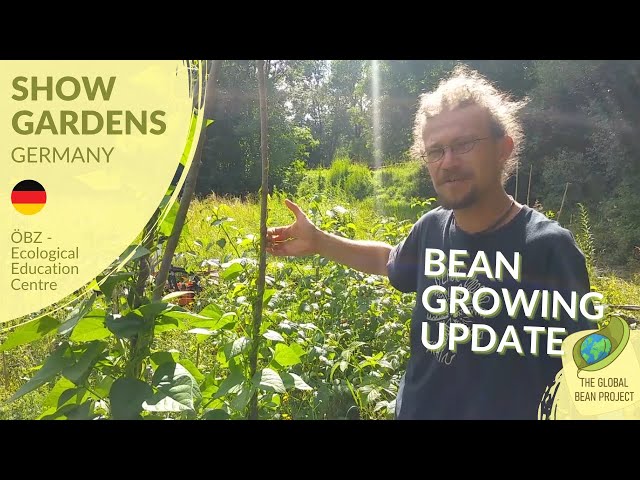 15 bean varieties: 3 month update (July) - ÖBZ 🇩🇪 #3 | Global Bean Show gardens