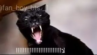 هل القطط السوداء جن ؟ شاهد واحكم بنفسك .. الفرق بين القط والجن | فيديو ٢#shorts