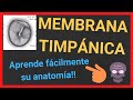 OÍDO anatomía 👂(MEMBRANA TIMPÁNICA)