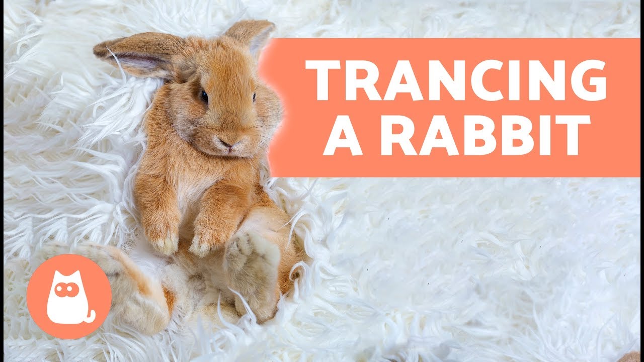 How To Put A Rabbit In A Trance