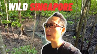 Tranquil Escape at Pasir Ris Mangrove Park Singapore