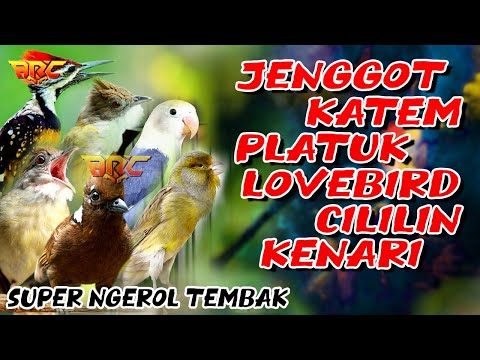 Masteran Mewah Paling dicari Suara Jernih || Lovebird, Kenari, Cililin, Jangkrik, Prenjak Ngetir
