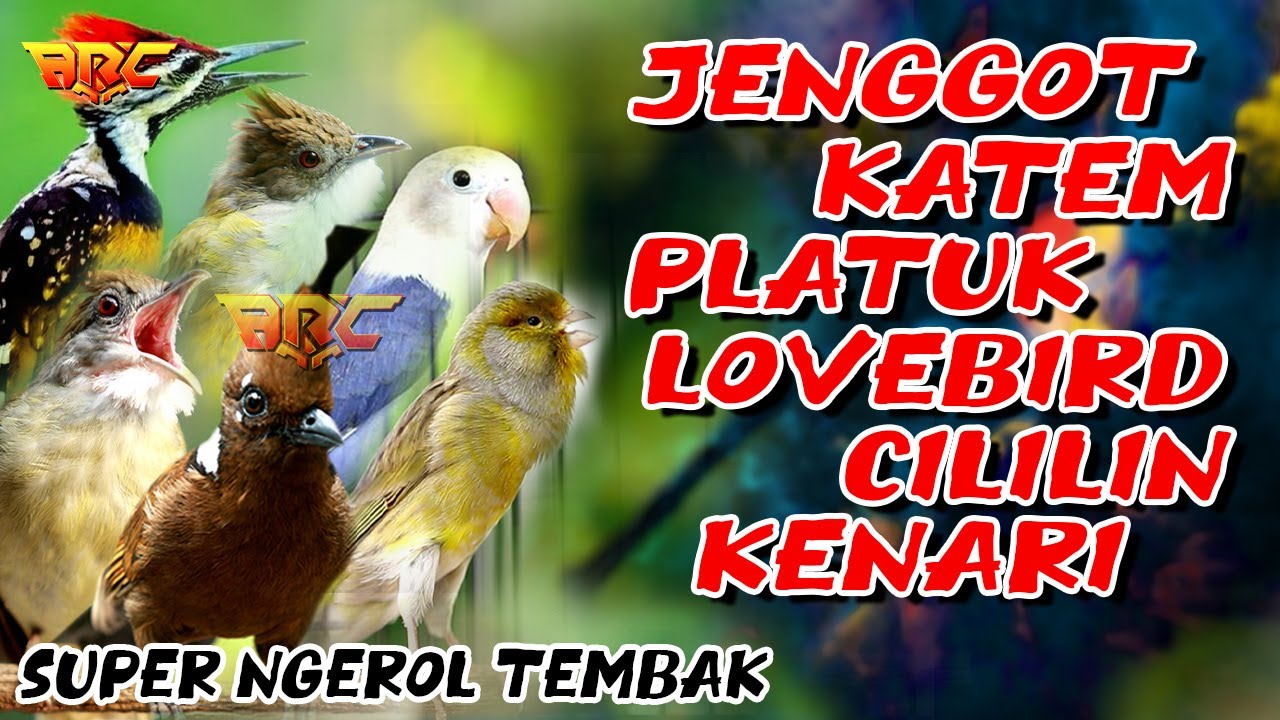 MASTERAN MEWAH !! JENGGOT - KATEM - PLATUK - LOVEBIRD - CILILIN - KENARI | SANGAT COCOK BUAT MURAI