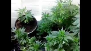 Grow Big Buds with me the series