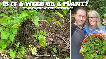 🌿 Is It a Weed or a Plant? How to Know the Difference - QG Day 69 🌿