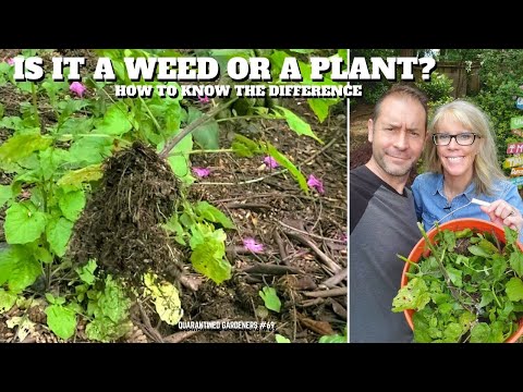 Video: Är det en planta eller ett ogräs – tips för att identifiera plantor i trädgården