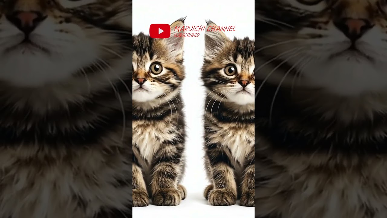 双子ちゃん #cat #kitten #子ネコ