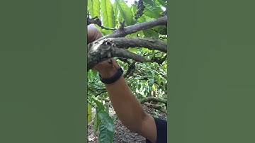 Kualitas Panen Kopi Terbaik dengan Proses Petik Merah Kopi Robusta Dampit Malang