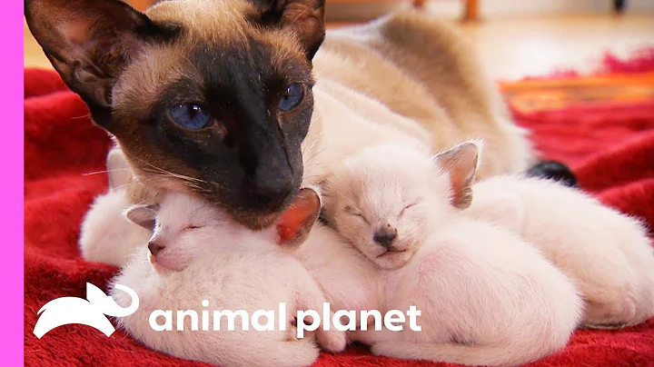 Protective First-Time Mom Looks After Her Curious Siamese Kittens | Too Cute!