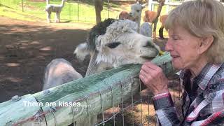 PNW Kissing Alpaca