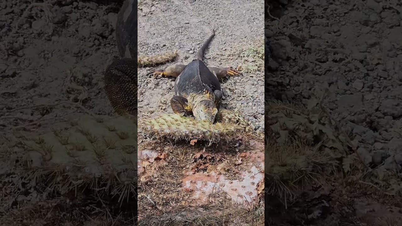 What's your favorite photography memory from these enchanting islands? 📸🐢