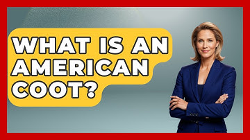 What Is An American Coot? - Bird Watching Diaries