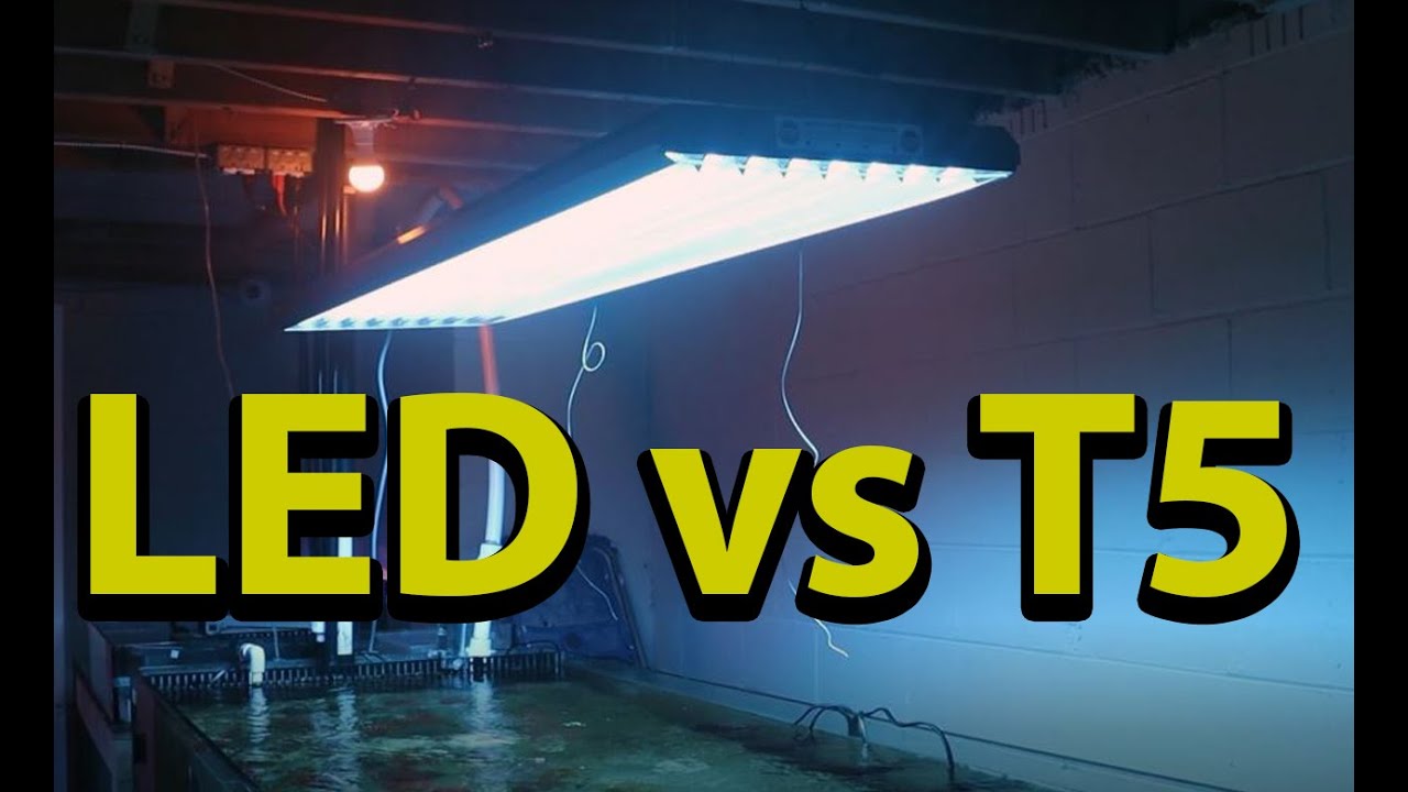 Reef Tank Lights T5 vs LED