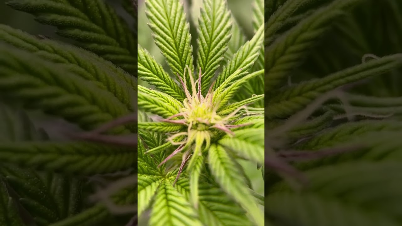 🍊Mandarin Sunset: Week 2 of Flower