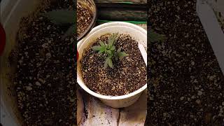 Fast bud 42 update garage grow cannabis 101