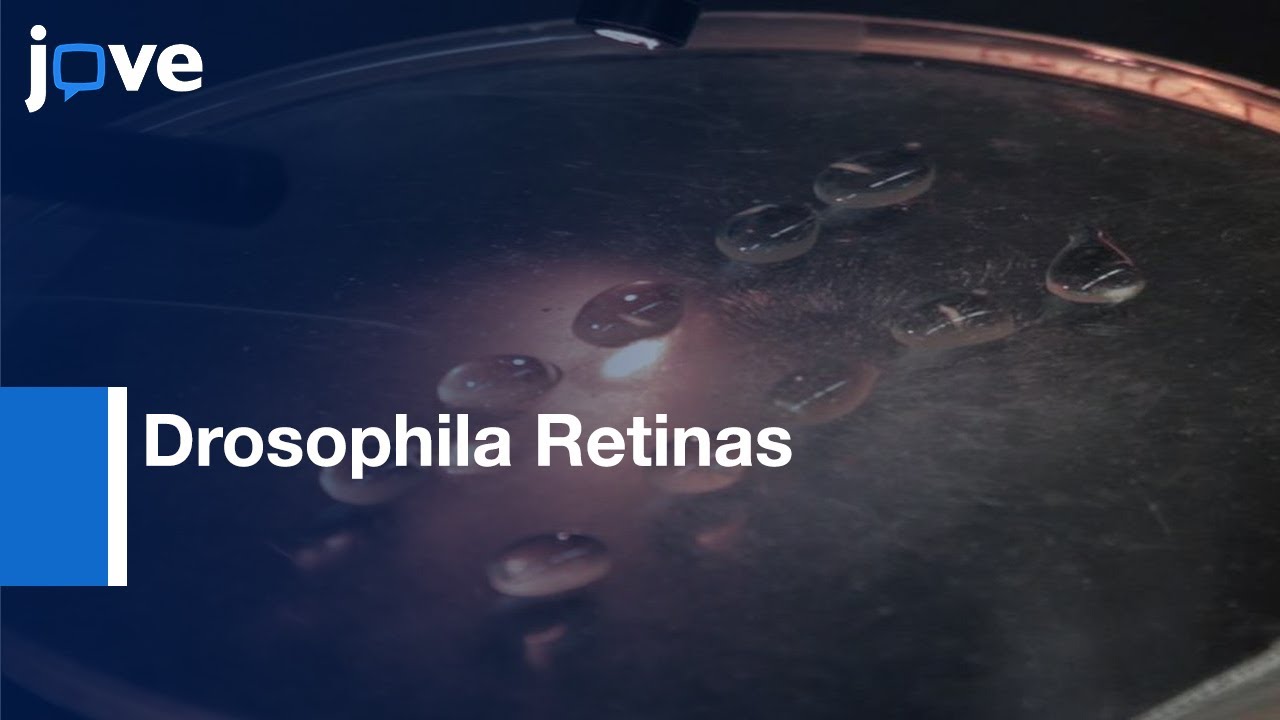 Dissection and Immunohistochemistry of Drosophila Retinas Protocol