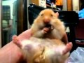 My hamster eating cheesecake